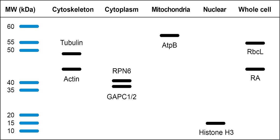 Agrisera loading control antibodies