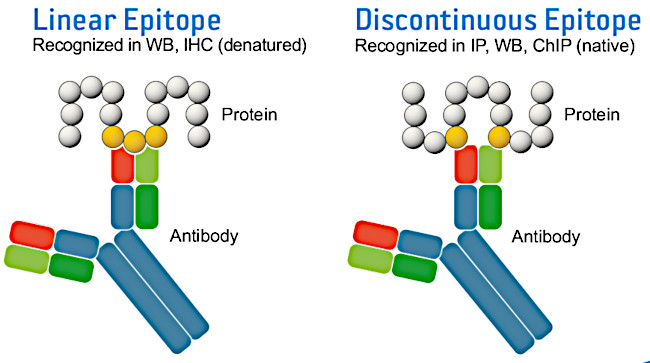 Linear or discontinuous epitope, what is the difference?
