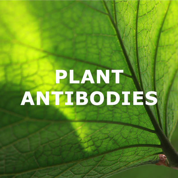Primary antibodies, Plant/Algal