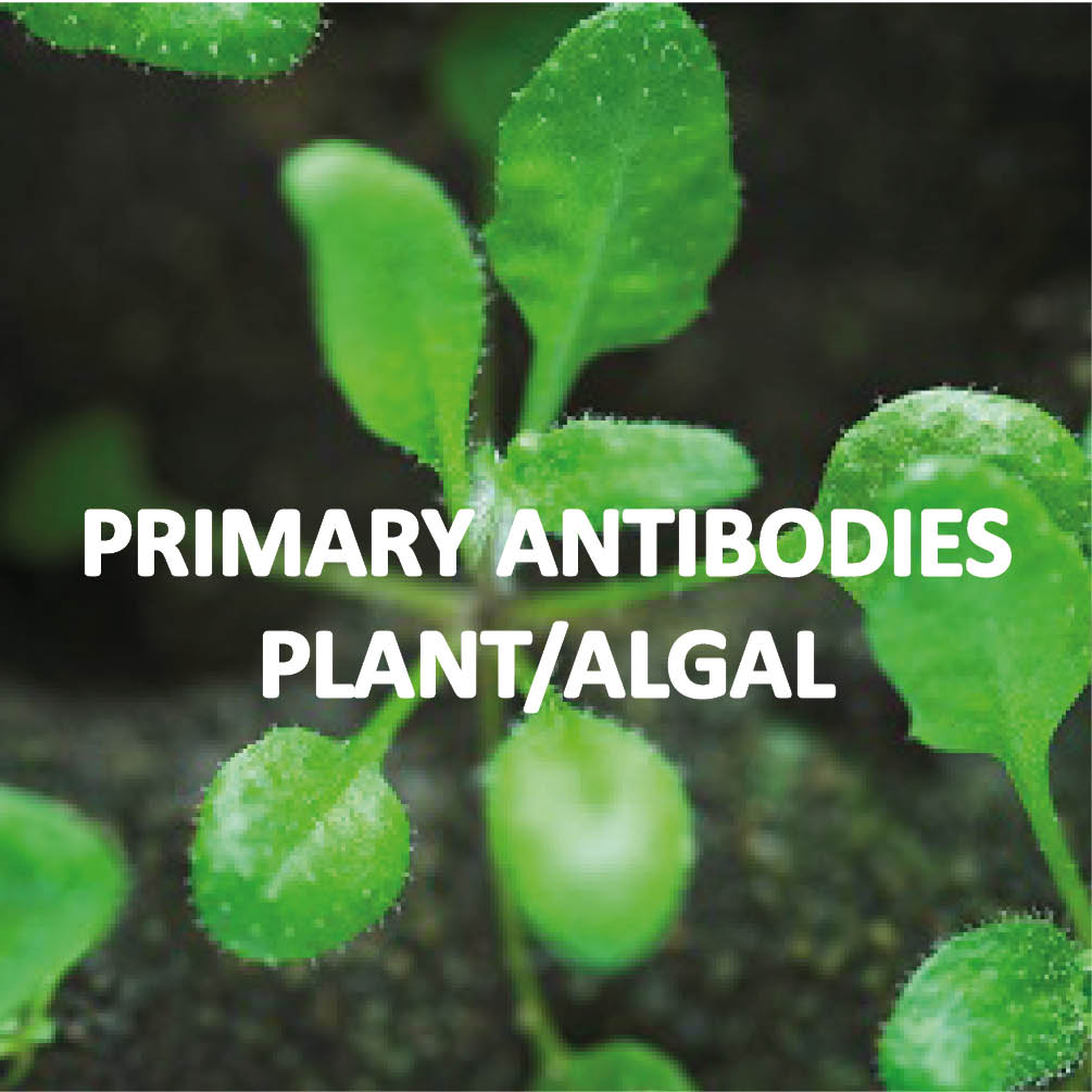 Primary antibodies, Plant/Algal