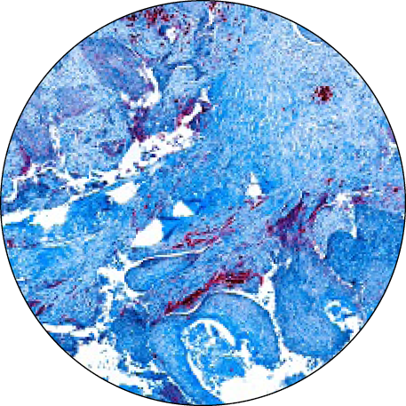 Primary antibodies