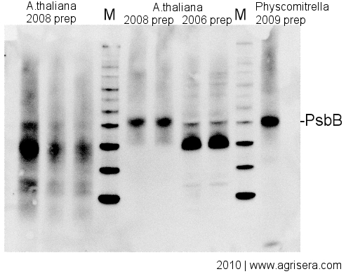Protein sample degradation during prolonged storage