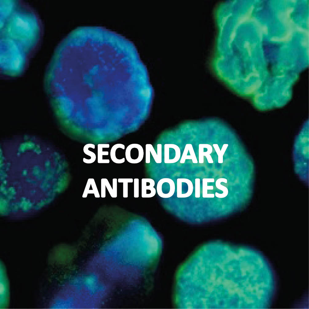 Secondary Antibodies