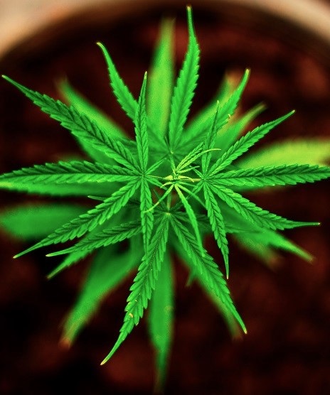 cannabis sativa - agrisera antibodies