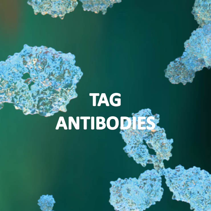 Tag antibodies