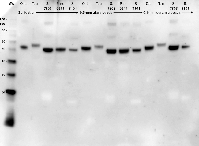 Precellys vs. sonication 