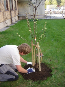 Planting a gift tree for UPSC