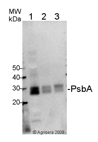 western blot using Agrisera hen anti-PsbA antibody and Agrisera goat anti-hen secondary HRP conjugated 