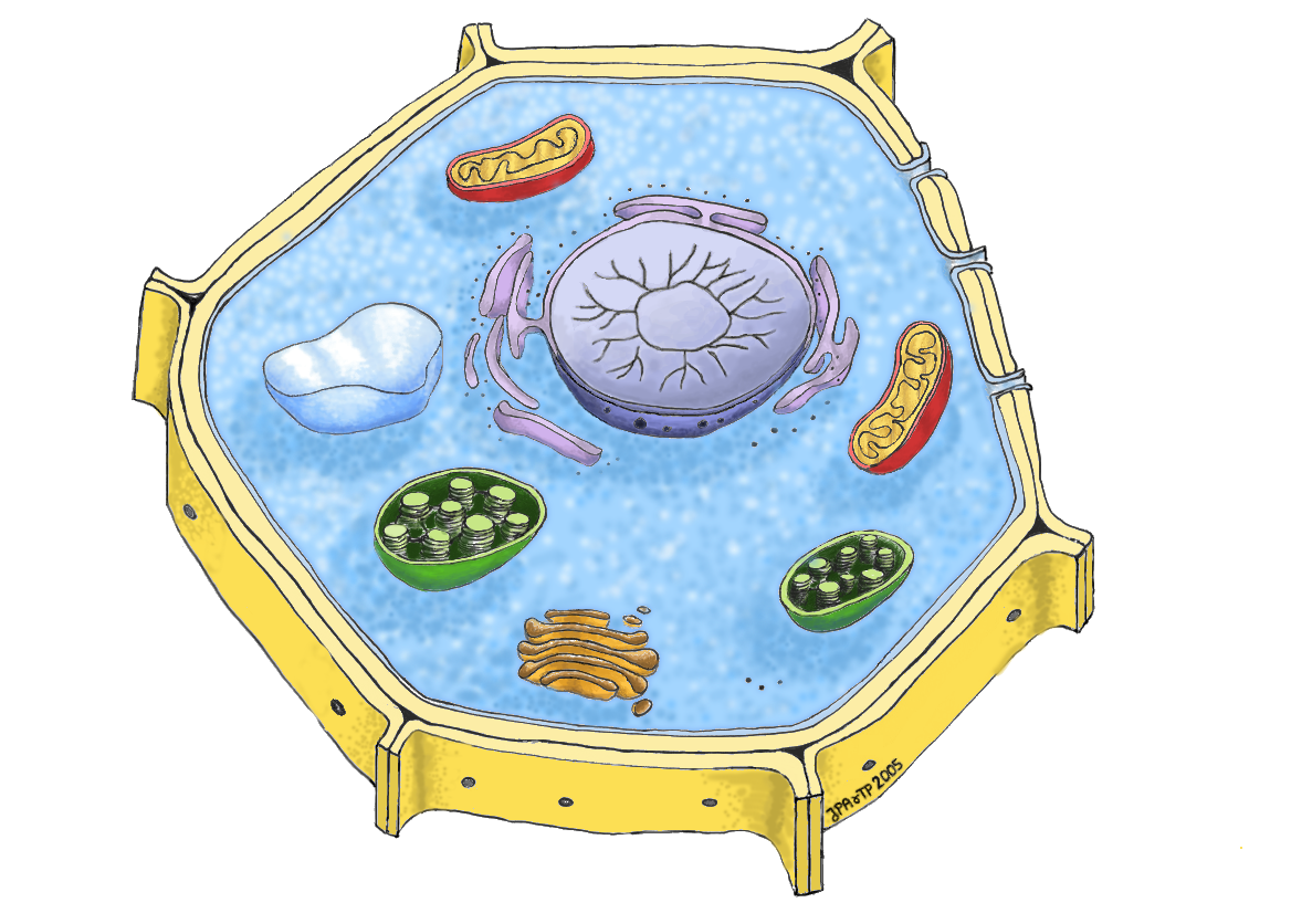 plant cell image