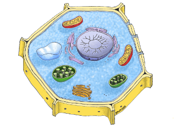 Agrisera image of the plant cell
